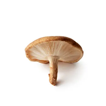 Natural Mushroom 